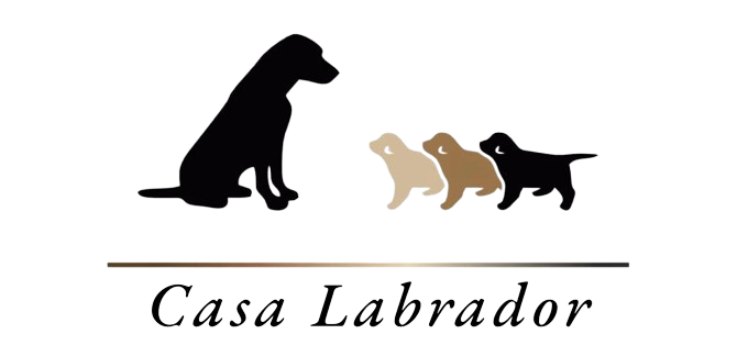 Allevamento Labrador
