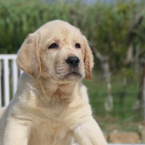 WhatsApp Image 2025-10-23 at 11.07.49