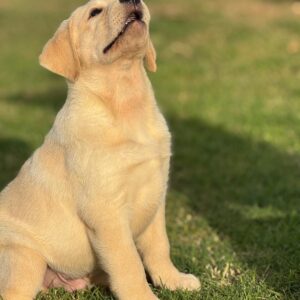 WhatsApp Image 2025-10-23 at 11.07.50 (5)