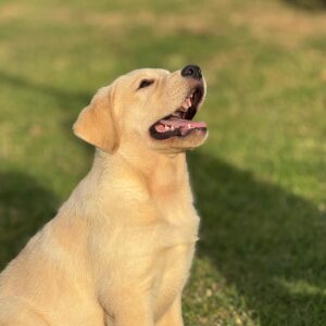 WhatsApp Image 2025-10-23 at 11.07.50 (6)