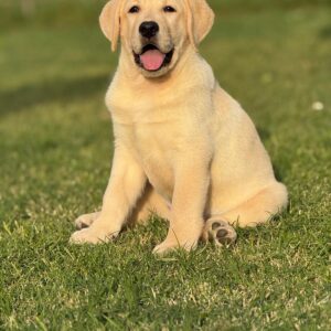 WhatsApp Image 2025-10-23 at 11.07.50 (8)