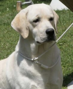 locandina cucciolata per landing